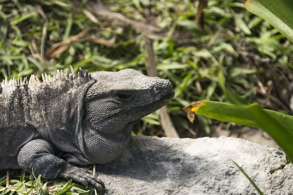 Iguanas Tulum, Meksika için