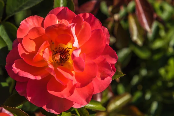 Izolovaný růžový květ v zelené zahradě — Stock fotografie