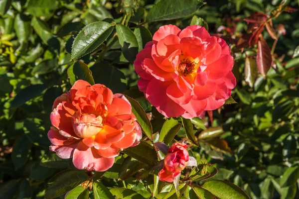 Два красных раскрытых цветка в зеленом саду — стоковое фото