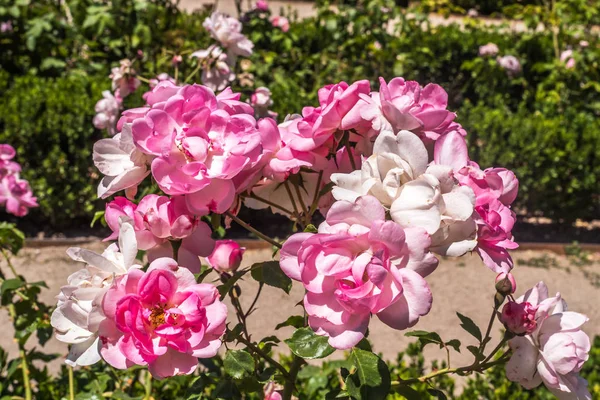 Růžové květy keře vedle písčité stezky v zahradě — Stock fotografie