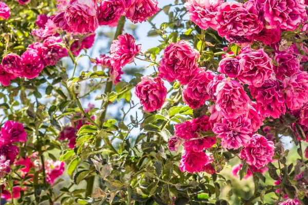 Živé skupiny růžových květin v zahradě — Stock fotografie