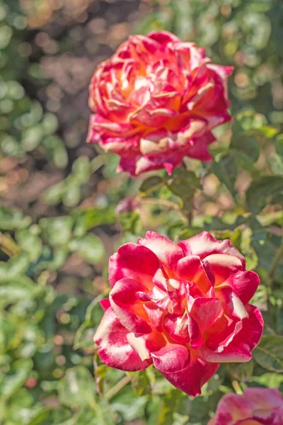 Dvě červené růže jedna nad druhou uprostřed zahrady — Stock fotografie
