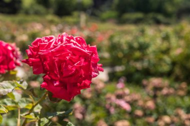 Yeşil bir bahçenin ortasında kırmızı bir çiçeğin ayrıntıları