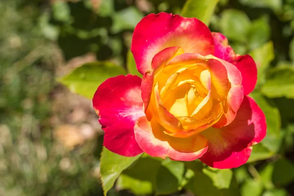 Detail jedné růžové a žluté růže uprostřed zahrady — Stock fotografie