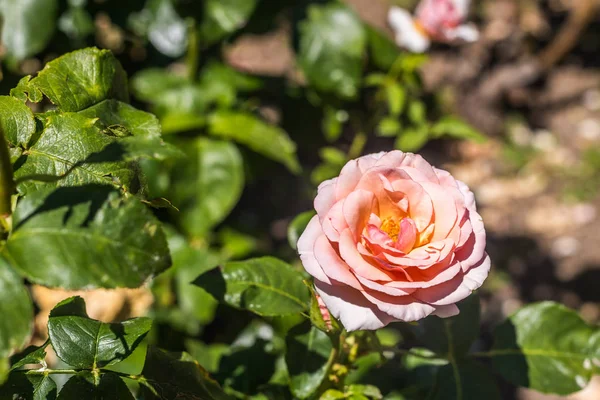 Detail lososové růže uprostřed zelené zahrady — Stock fotografie