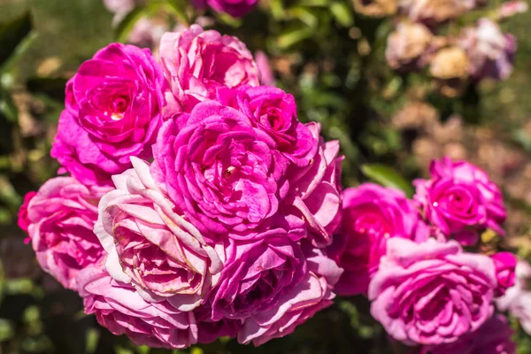 Bahçede bir buket pembe çiçek ve diğer odaklanmamış çiçekler. — Stok fotoğraf