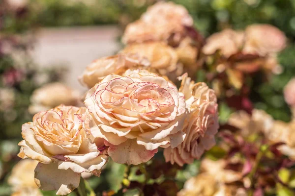Bahçedeki somon gülleri — Stok fotoğraf