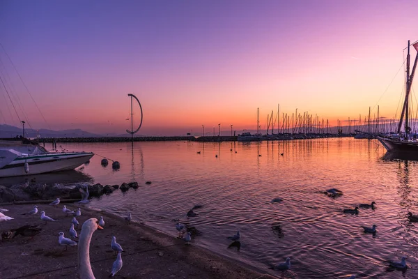 Möwen Und Schwäne Neben Einem Hafen Mit Booten Die Bei — Stockfoto