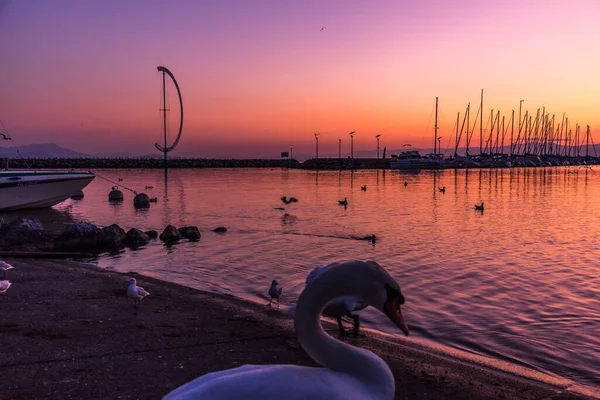 Cisne Blanco Junto Puerto Con Barcos Anclados Fila Atardecer Lausana — Foto de Stock