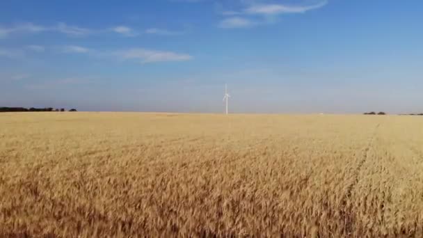 Aerial View Ascent Wheat Field Buenos Aires Argentina Summer Just — Stock Video