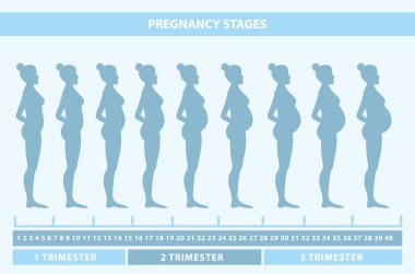 Hamile kadın siluetleri vektör Illustration. Hamilelik bir kadının vücudunda değişimler. Gebelik aşamaları, trimesters ve doğum, hamile kadın ve bebek. Infographic öğeleri