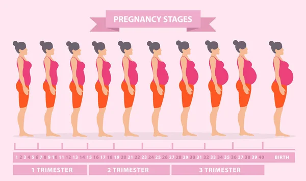 Ilustracja Wektorowa Sylwetki Kobiet Ciąży Zmiany Organizmie Kobiety Ciąży Etapy — Wektor stockowy