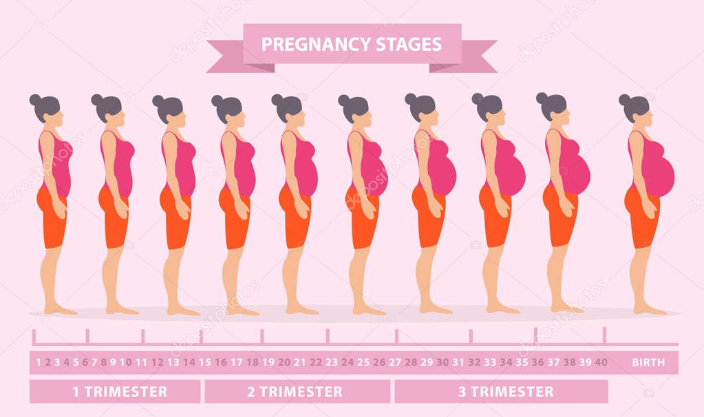Vector illustration of pregnant female silhouettes. Changes in a woman's body in pregnancy. Pregnancy stages, trimesters and birth, pregnant woman and baby. Infographic elements