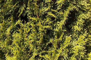 Çam iğneler yeşil yaprakları.