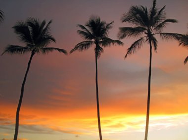 Günbatımı gökyüzü arka plan uzun palmiye ağaçlarının.