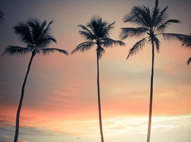 Günbatımı gökyüzü arka plan uzun palmiye ağaçlarının.