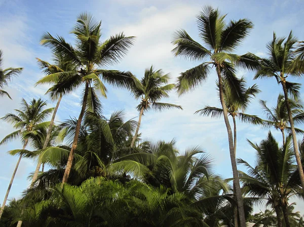 ココナッツ椰子の木. — ストック写真