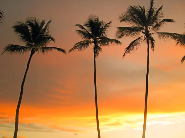 Tall palm trees on sunset sky background. Royalty Free Stock Images