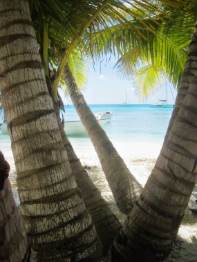 Sahilde palmiye ağaçları. 