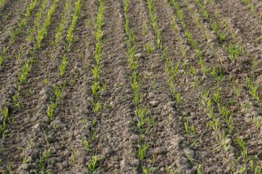 Alan temiz satırları büyüyen genç buğday