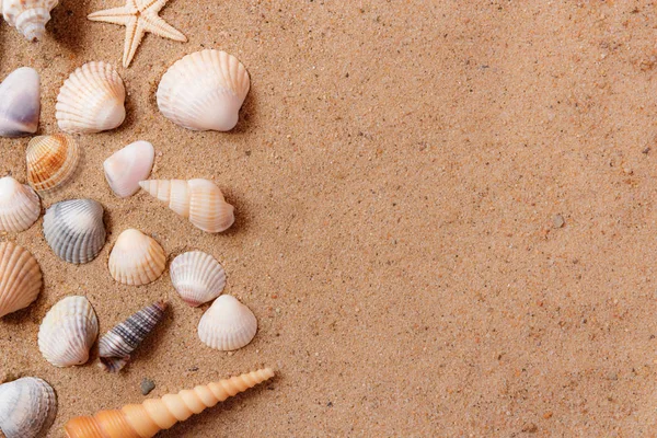 Conchas marinas en la playa de arena. Copiar espacio . — Foto de Stock