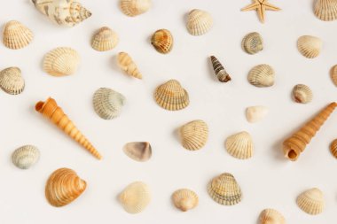 Beyaz arka plan üzerinde izole birden fazla deniz kabuklarını kümesi