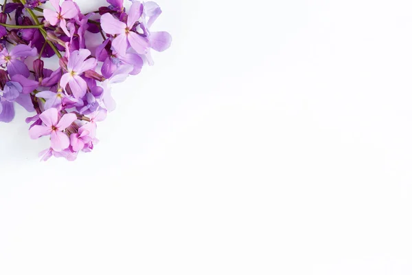 Flores púrpuras sobre fondo de mármol blanco con espacio para el texto — Foto de Stock