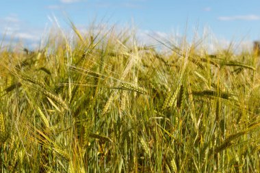 Yeşil buğday alan ve güneşli bir gün. Alan kulakları ile.