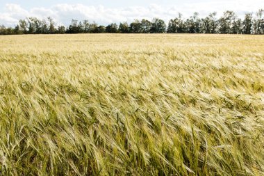Yeşil buğday alan ve güneşli bir gün. Alan kulakları ile.
