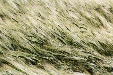 Yeşil buğday alan ve güneşli bir gün. Alan kulakları ile.