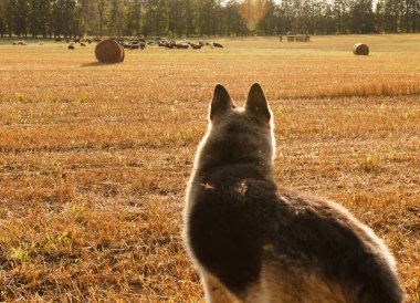 Sahada koyun sürüsü bakmak çoban.