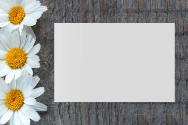 Bahçe çiçek papatya yer metniniz için ahşap bir zemin üzerine. Kopya alanı