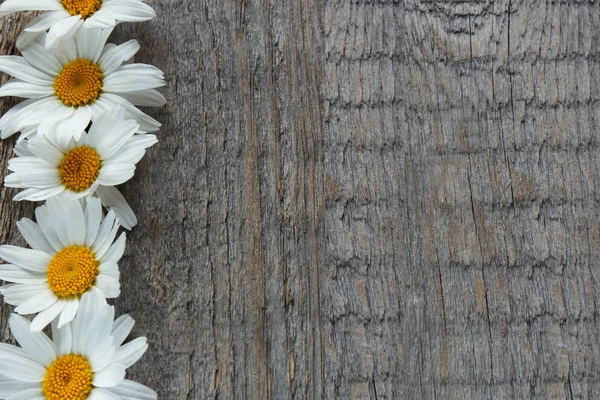 Flores de jardín Margarita sobre un fondo de madera con lugar para su texto. Copiar espacio — Foto de Stock
