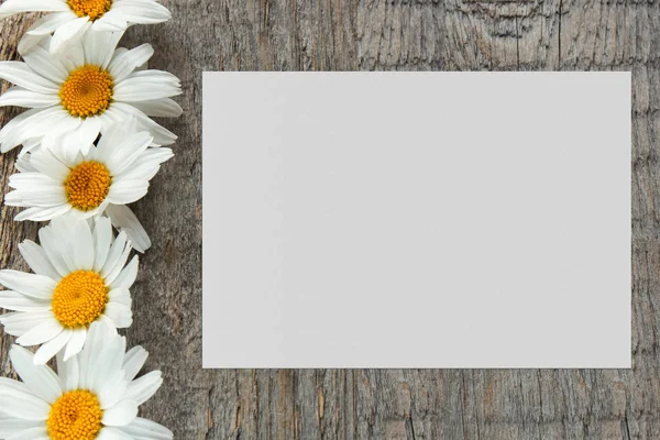 I fiori da giardino Margherita su uno sfondo di legno con posto per il tuo testo. Copia spazio — Foto Stock