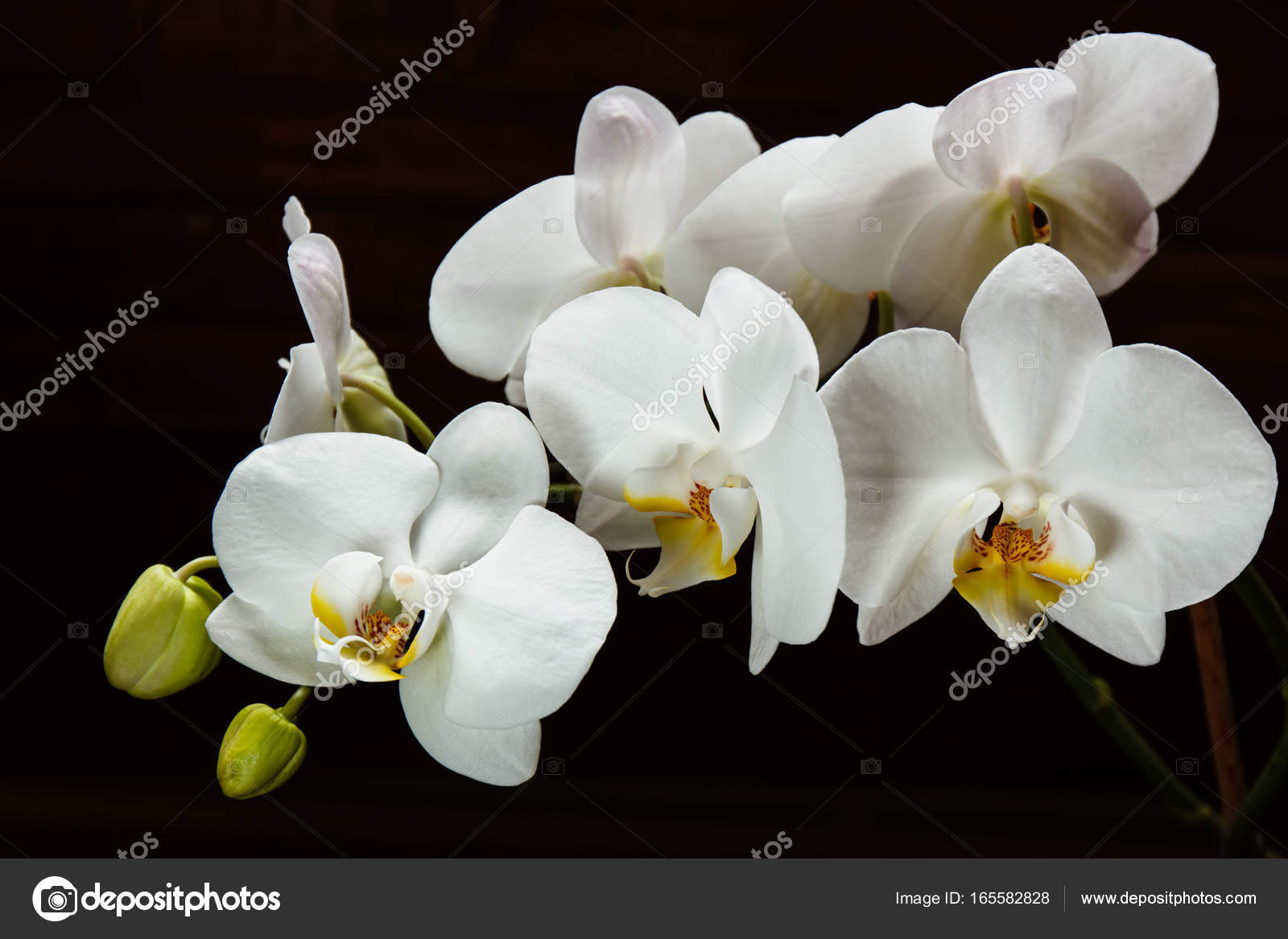 Orchidées De Fleurs Blanches Sur Fond Noir Photographie