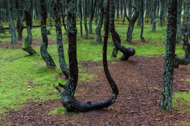 Curonian orman dans tükürmek Kurshskaya kosa, Kaliningrad, Rusya Federasyonu,
