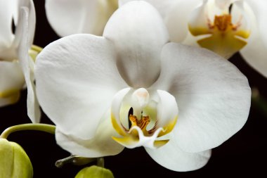 siyah bir arka plan üzerinde beyaz çiçekler orkide