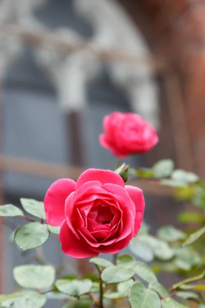 Flores de rosa sobre fondo vintage Castillo gótico — Foto de Stock