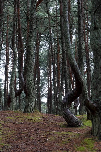 Curonian orman dans tükürmek Kurshskaya kosa, Kaliningrad, Rusya Federasyonu,