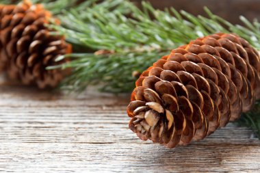 Çam kozalakları ve ahşap arka plan Christmas arka plan kopya alan seçici odak dallarda.