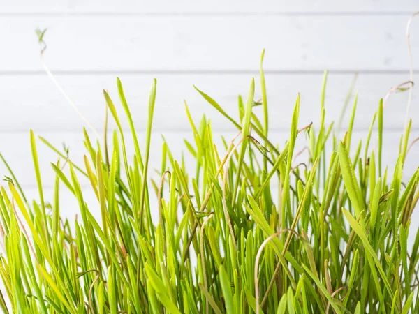 Fresh green wheat grass with drops of dew, white background