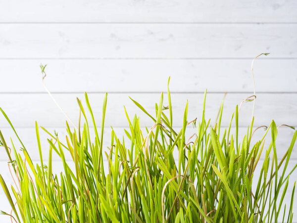 Fresh green wheat grass with drops of dew, white background