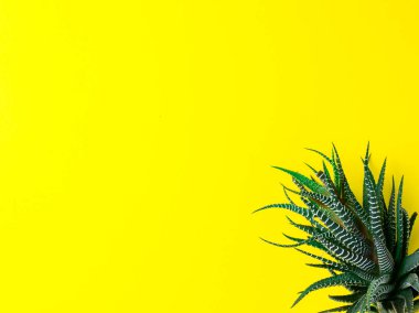 Parlak sarı zemin üzerine yeşil kaktüs. Yaratıcı en az kavramı.