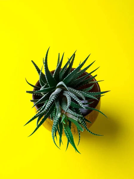 Cactus verde sobre un fondo amarillo brillante. Concepto mínimo creativo . — Foto de Stock