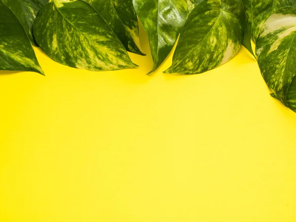 Marco de hojas verdes frescas sobre un fondo amarillo. Copiar espacio — Foto de Stock