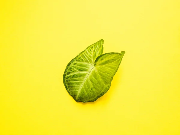 Marco de hojas verdes frescas sobre un fondo amarillo. Copiar espacio — Foto de Stock