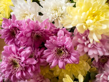 Çok renkli krizantem kahverengi ahşap arka plan üzerinde yer metin için buket