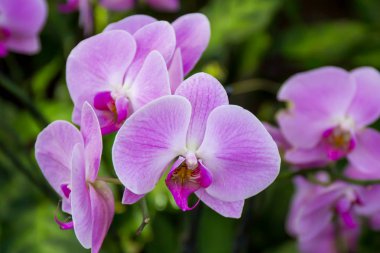 Vahşi pembe Lila orkide çiçek
