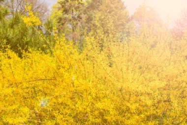 Çiçeği ağaç doğa arka plan yaprak dökmeyen ağaç doğal arka plan üzerinde