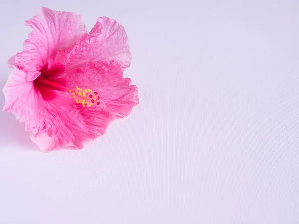 Flor de hibisco rosa sobre fondo rosa con lugar para texto Copiar espacio — Foto de Stock